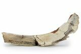 Hadrosaur (Edmontosaurus) Rib Bone Section - Montana #246627-1